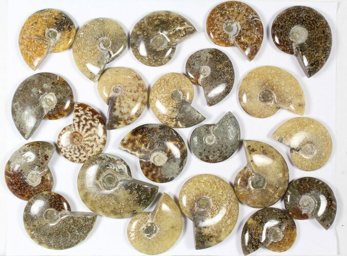 Lot: KG Madagascar Polished Ammonites (-) - Pieces #79352